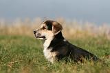 CORGI PEMBROKE 1130